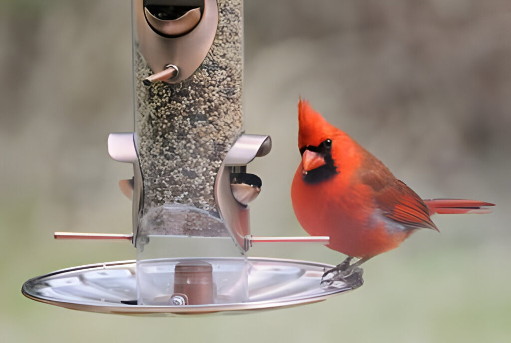 cardinal bird feeders