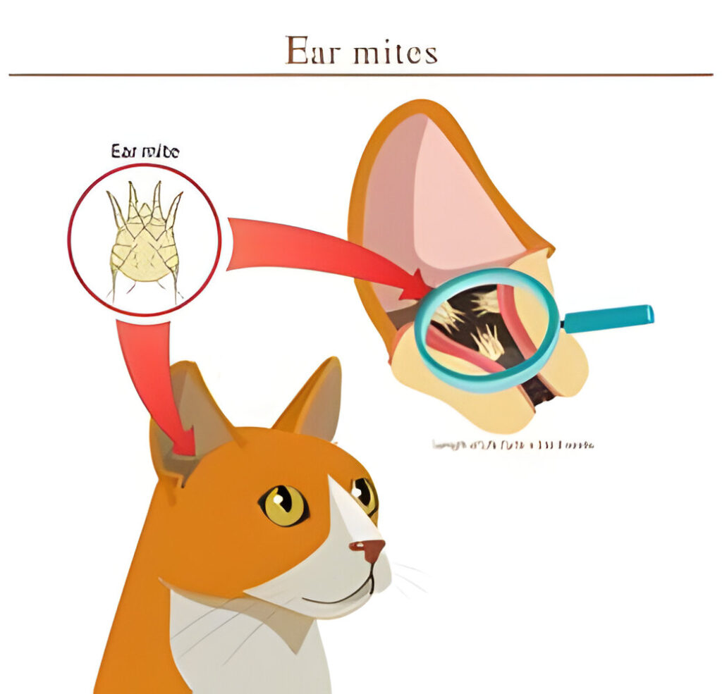 ear mite medicine for cats