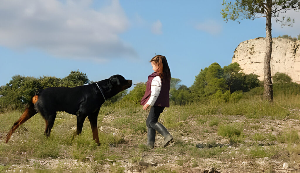 best bark collar for large dogs