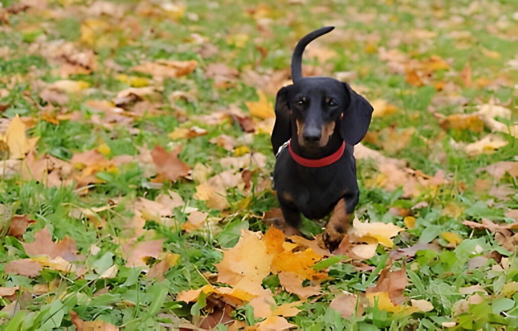 best bark collar for small dogs